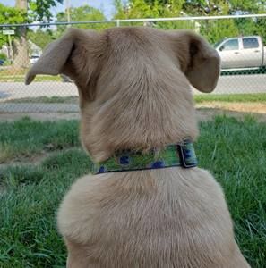 Meet your Posher, Mikie